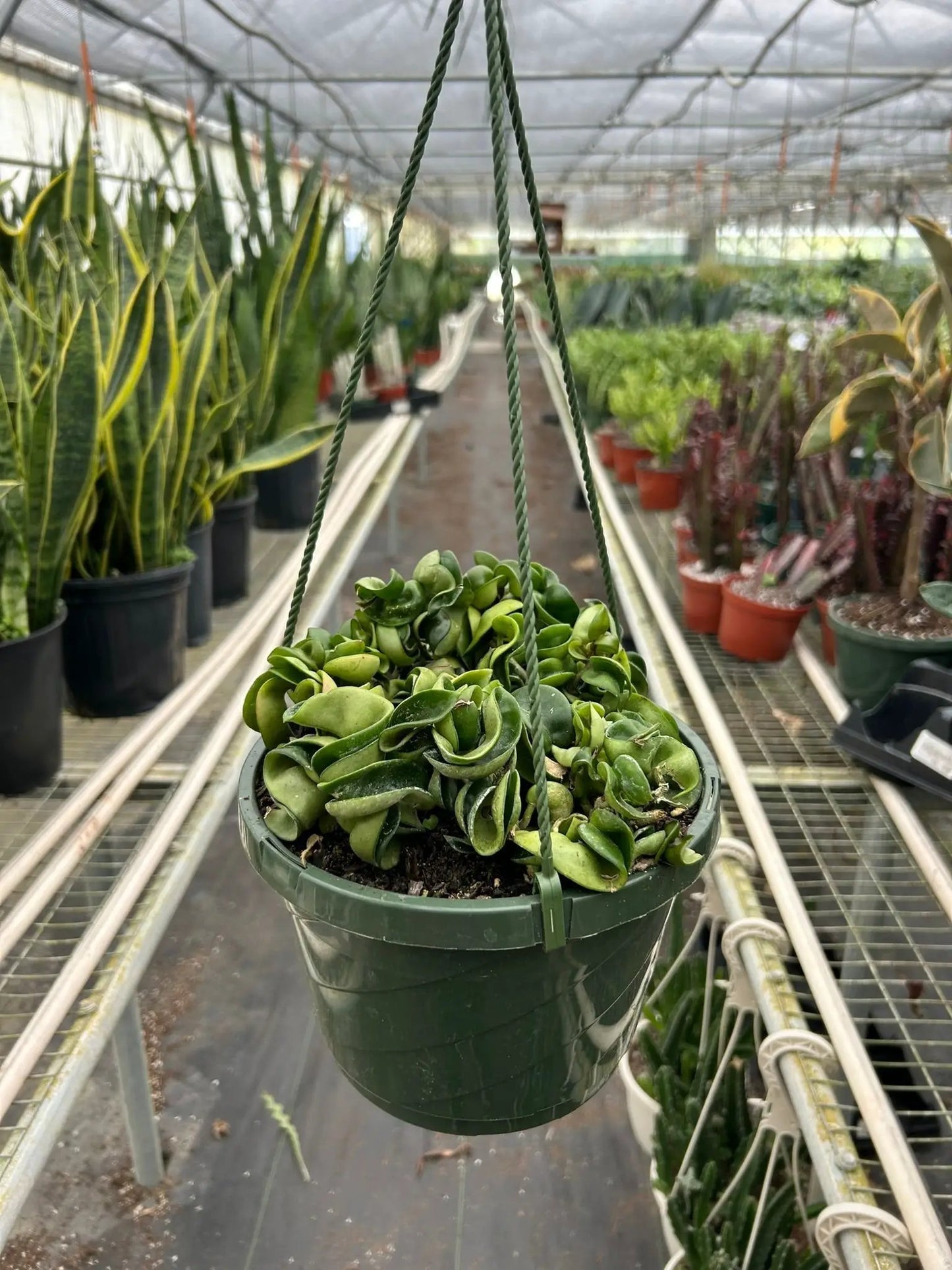 Hoya Rope Plant - Tampa Home & Garden Store