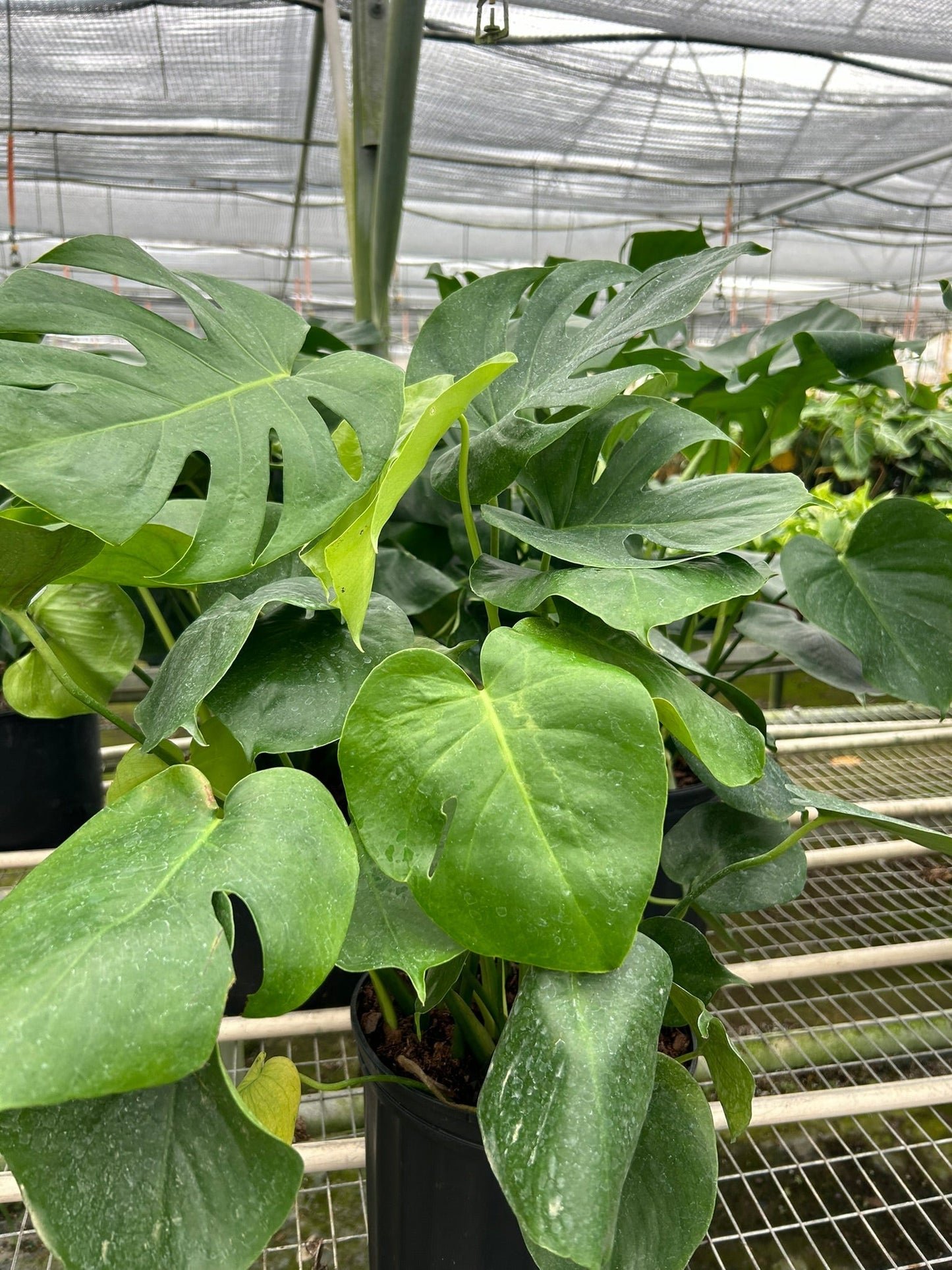 Philodendron Monstera Split-Leaf 4in plant with fenestrated leaves Rooted Treasures Farms on Tampa Home & Garden Store