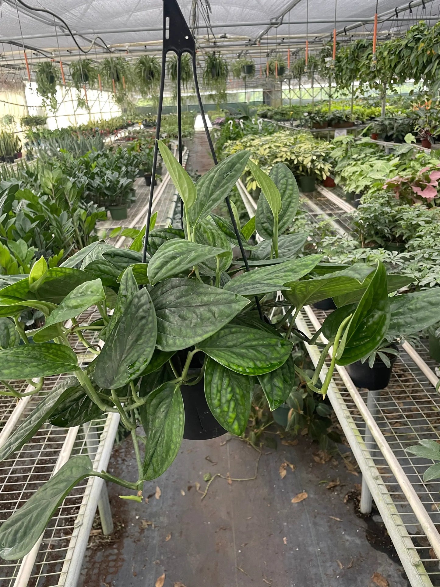Monstera 'Peru' - Tampa Home & Garden Store