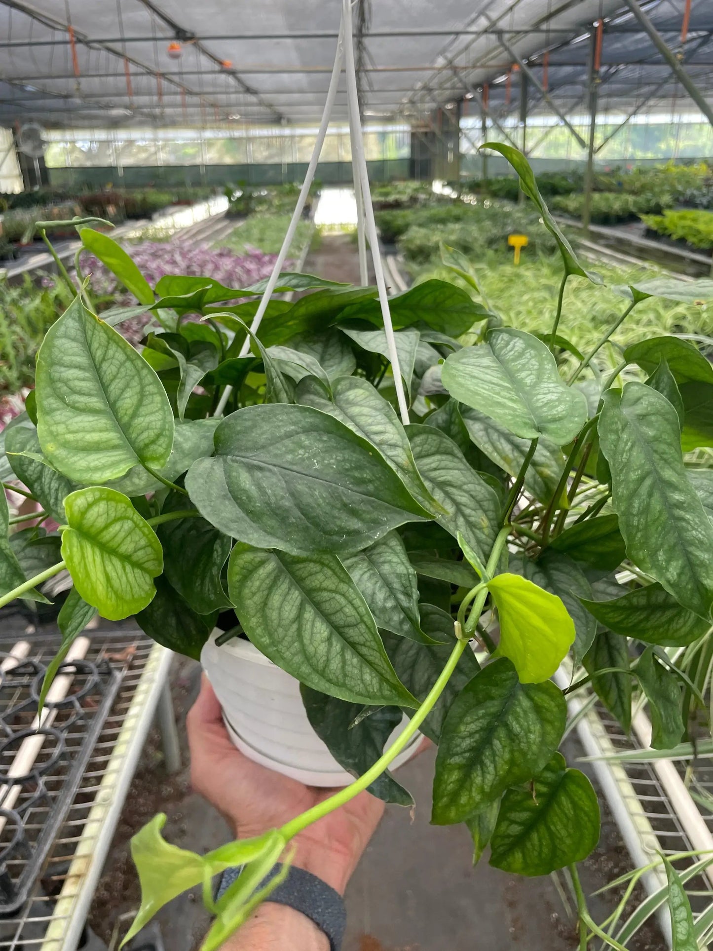 Monstera Siltepecana Silver Queen Plant
