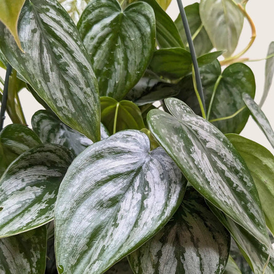 Philodendron Brandi Silver Leaf plant with variegated green-silver foliage on Tampa Home & Garden Store