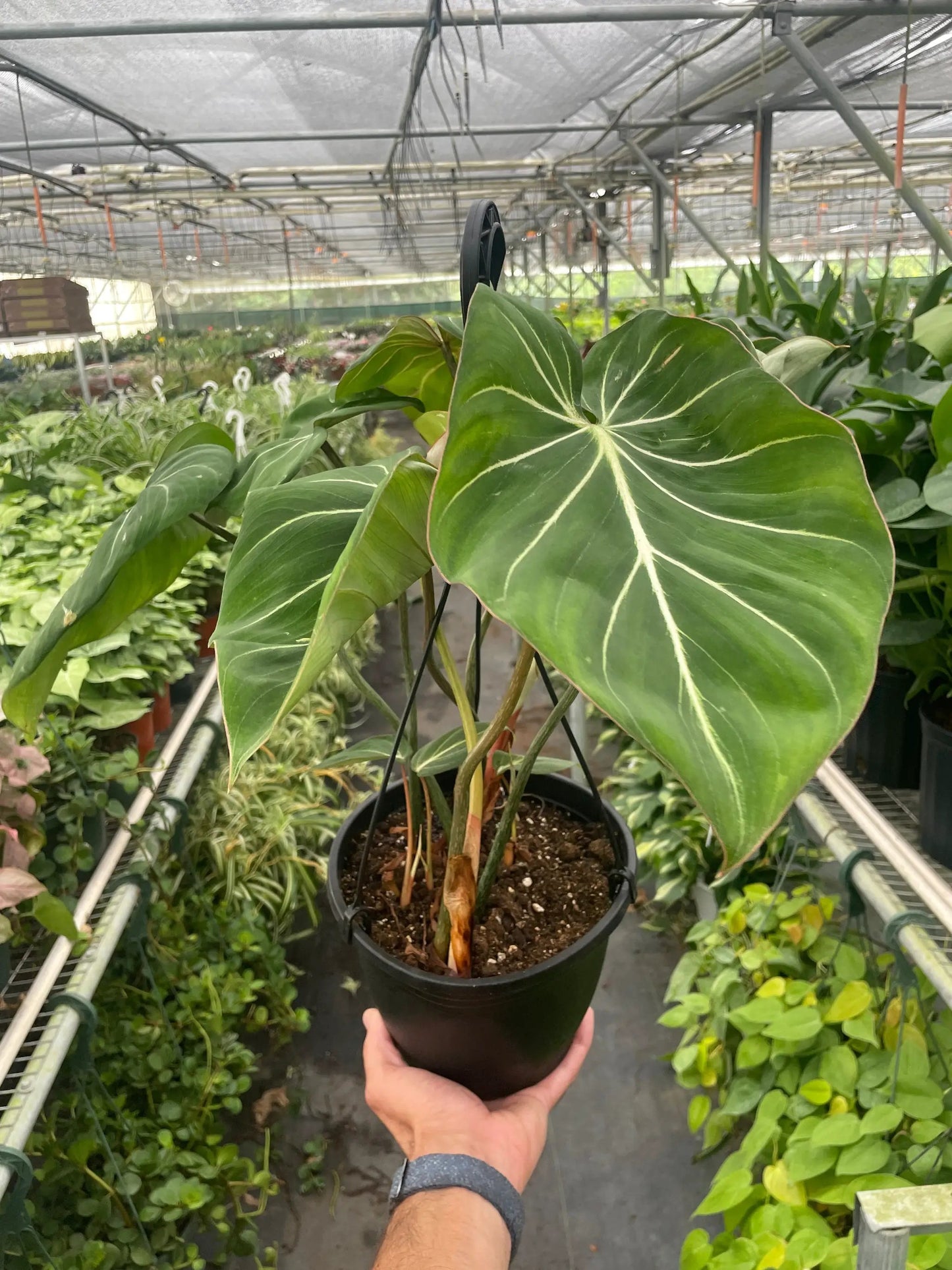Filodendro Gloriosum