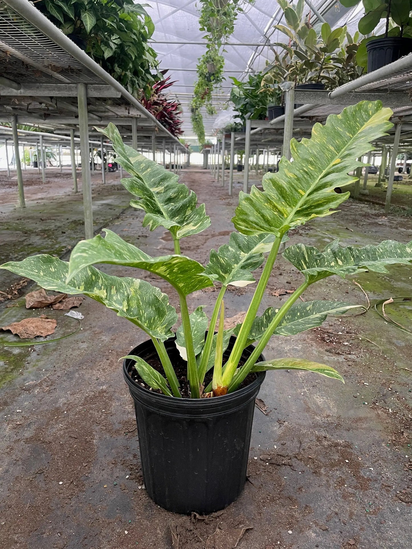 Philodendron Ring of Fire Variegated - Tampa Home & Garden Store