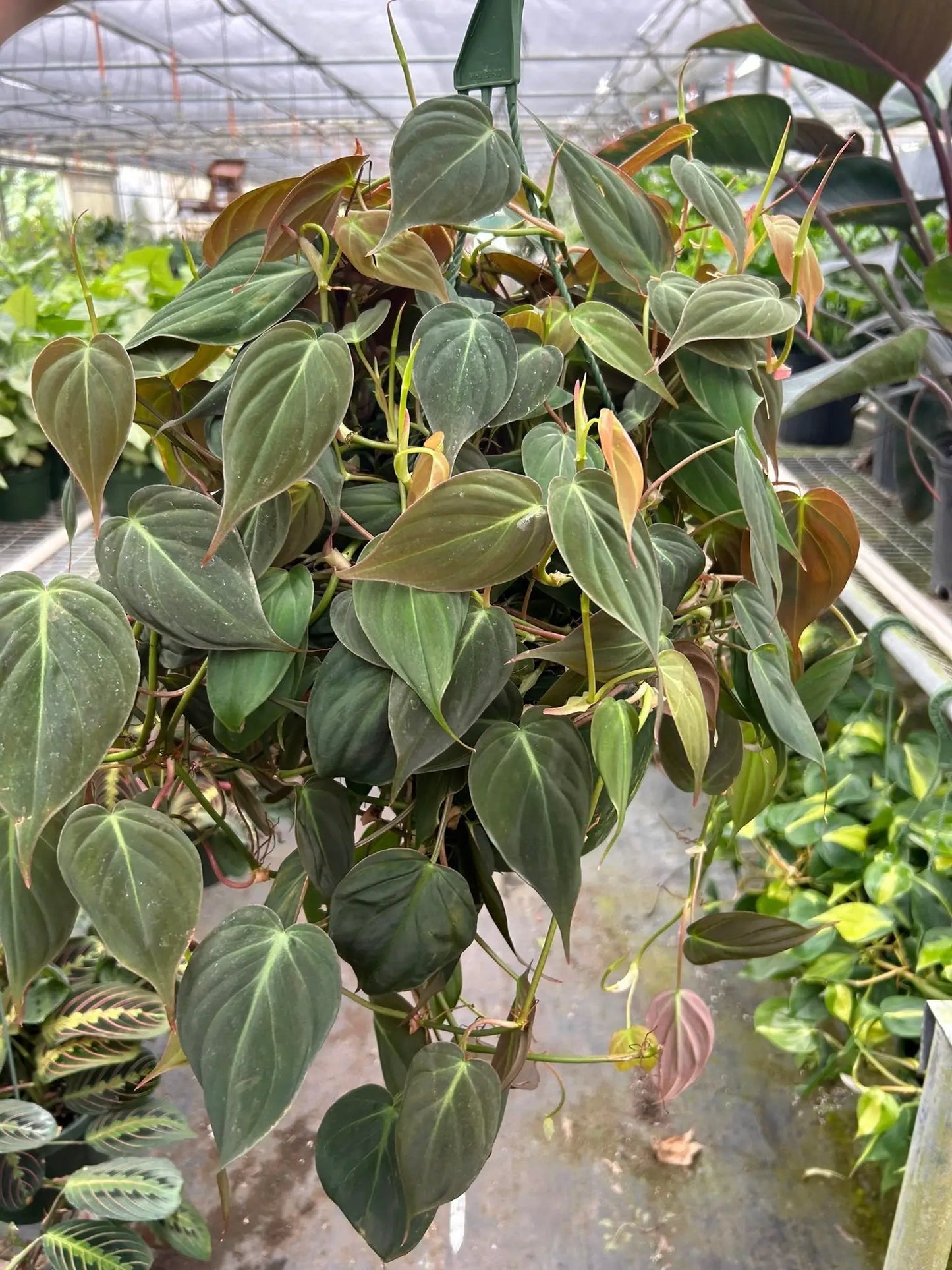 Philodendron 'Velvet' - Tampa Home & Garden Store