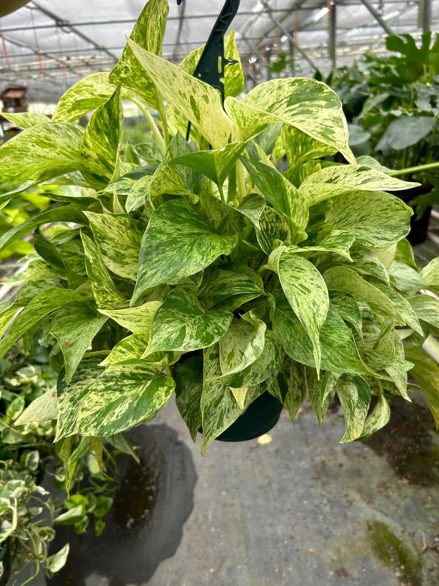 Pothos Marble Queen indoor plant with variegated green cream leaves Rooted Treasures Farms on Tampa Home & Garden Store