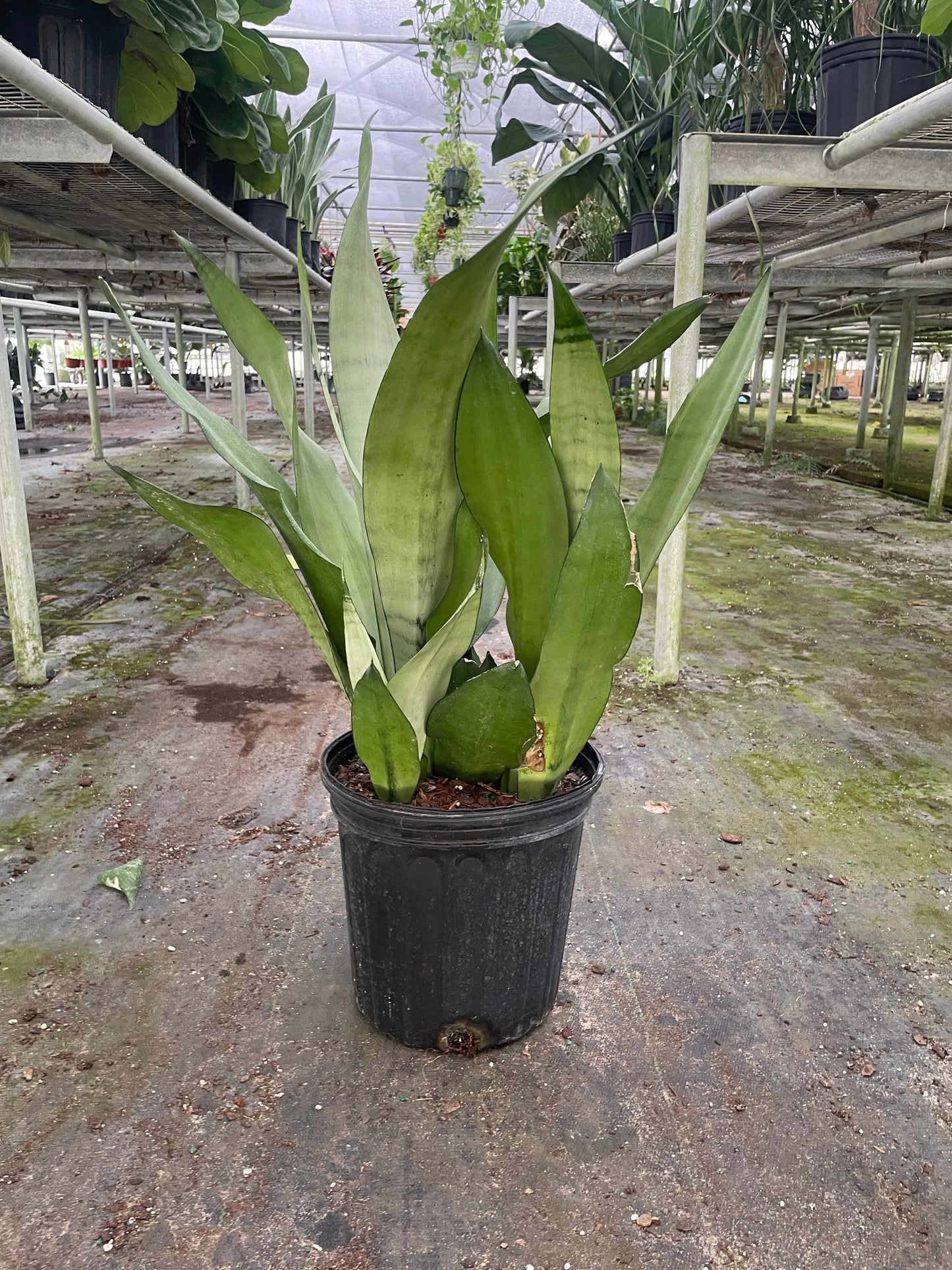 Snake Plant Moonshine in black pot with tall silvery-green leaves Rooted Treasures Farms on Tampa Home & Garden Store