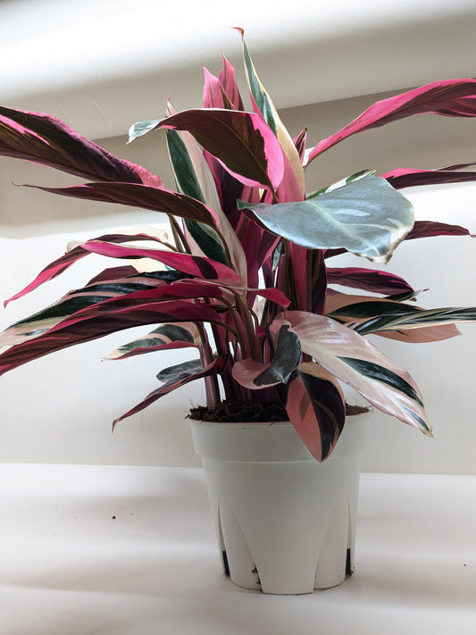 Stromanthe Triostar plant with pink cream leaves in a nursery pot Rooted Treasures Farms on Tampa Home & Garden Store