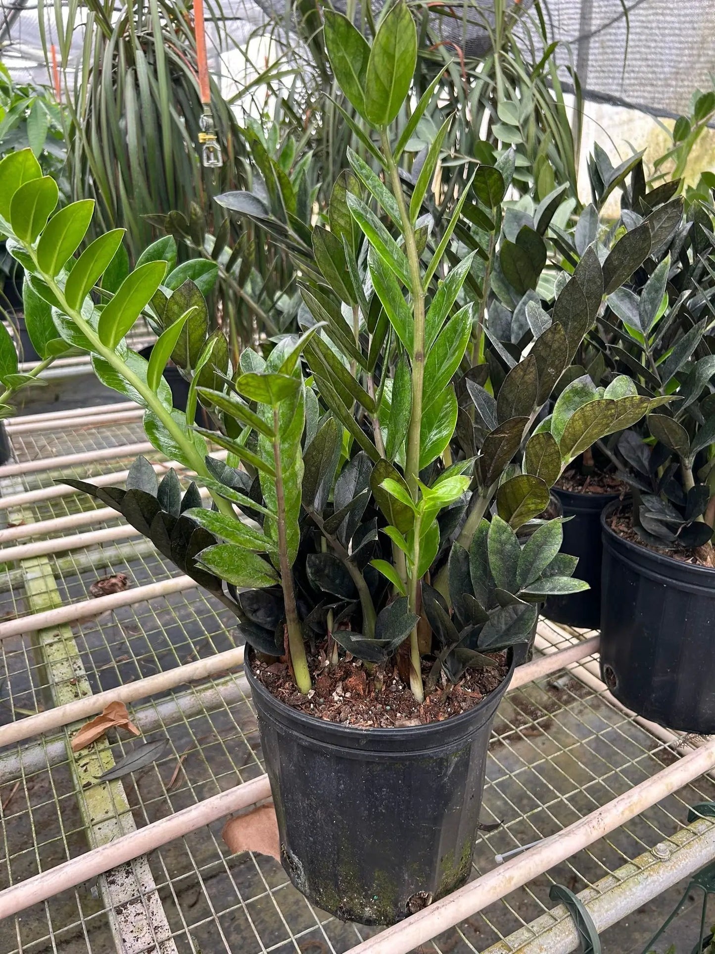 ZZ Zamioculcas 'Black Queen' - Tampa Home & Garden Store