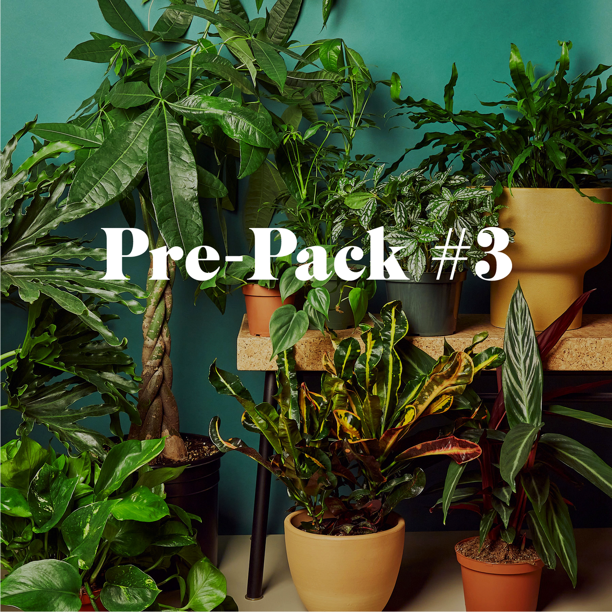 Plant Paradise Extra Large Bundle houseplants in pots with lush leaves by House Plant Shop on Tampa Home & Garden Store