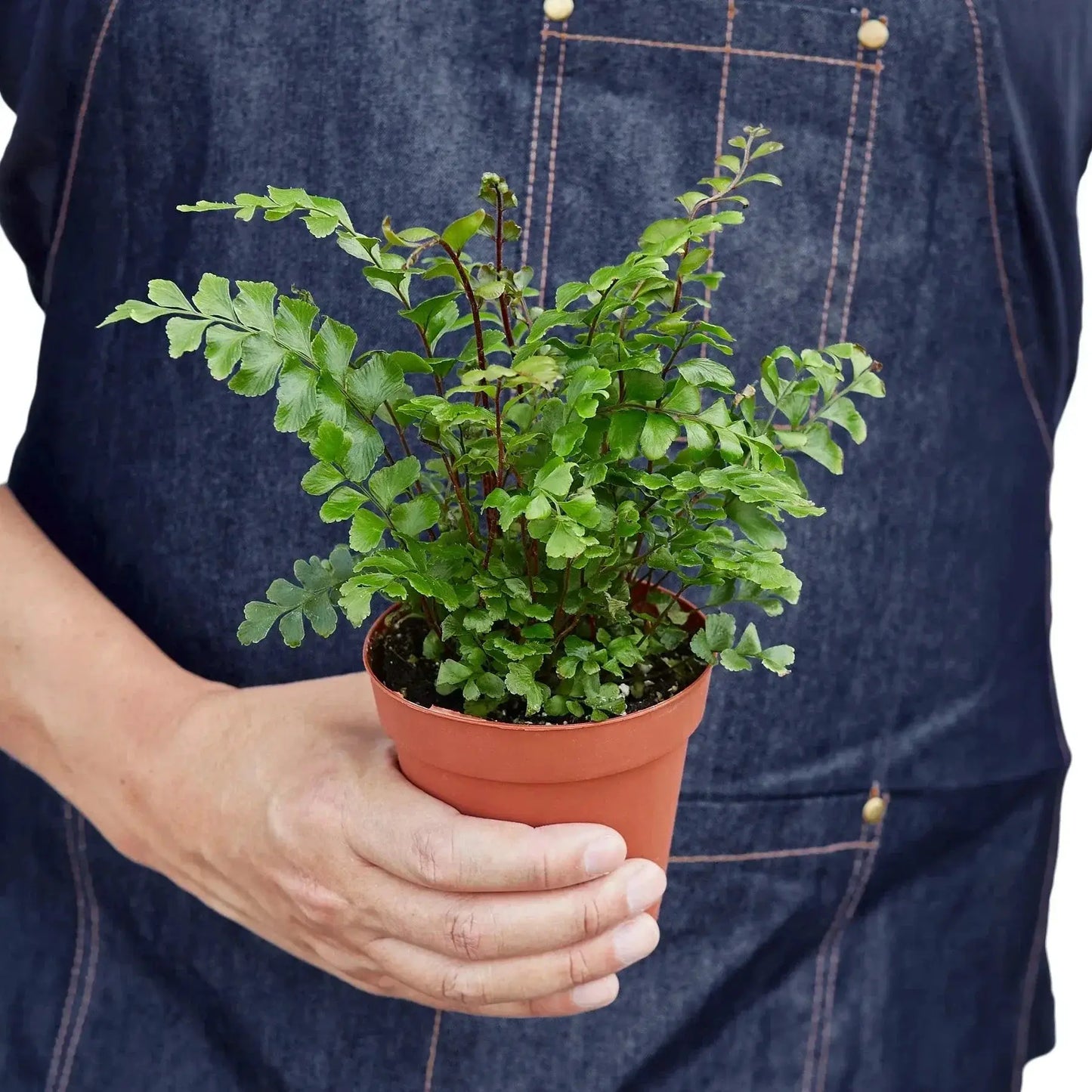 Mahogany Fern - Tampa Home & Garden Store
