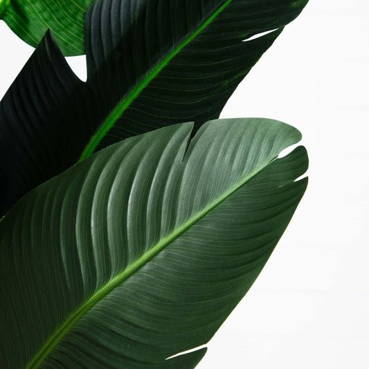 9ft artificial Travelers Palm Tree fronds closeup in dark green Nearly Natural on Tampa Home & Garden Store