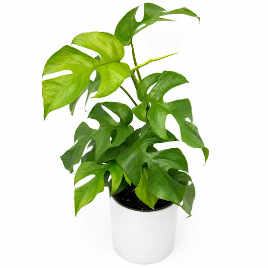 Rhaphidophora tetrasperma plant RUNOPLANTS mini monstera with split leaves in a white pot on Tampa Home & Garden Store