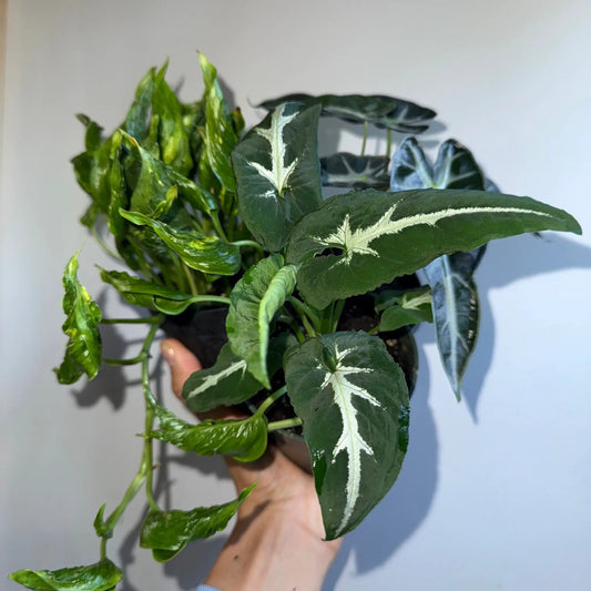 Spooky Mystery Plant Bundle: three variegated RUNOPLANTS houseplants with dark green leaves on Tampa Home & Garden Store