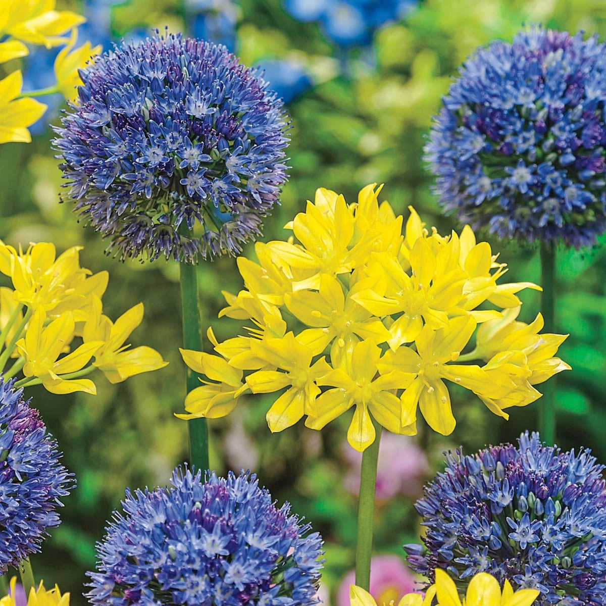 Swedish Flag Allium Duet plant with blue spherical blooms among yellow flowers on Tampa Home & Garden Store