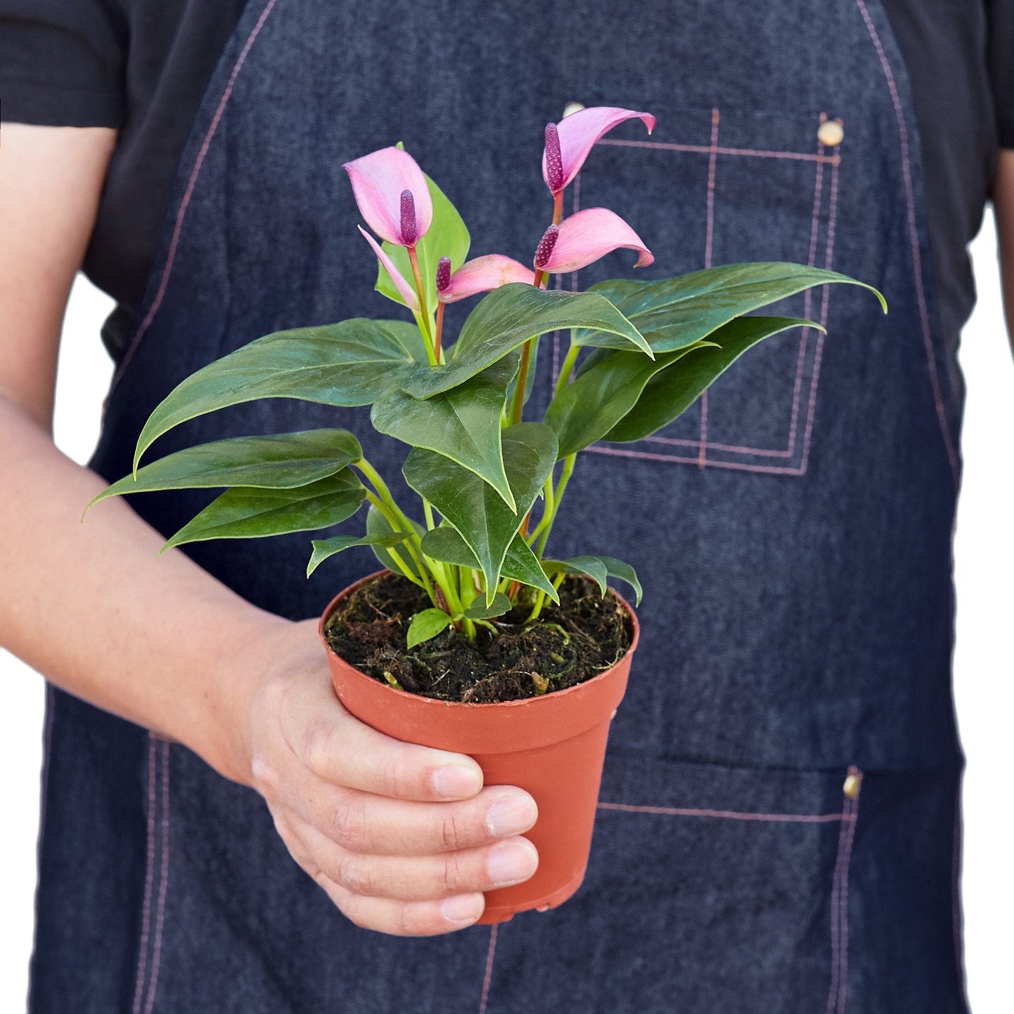 Anthurium Purple 4in plant by Rooted Treasures Farms with pink spathes and purple spadix, green leaves on Tampa Home & Garden Store