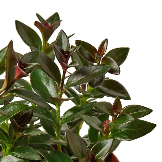 Nematanthus Black Goldfish plant with glossy dark-green leaves and burgundy growth on Tampa Home & Garden Store