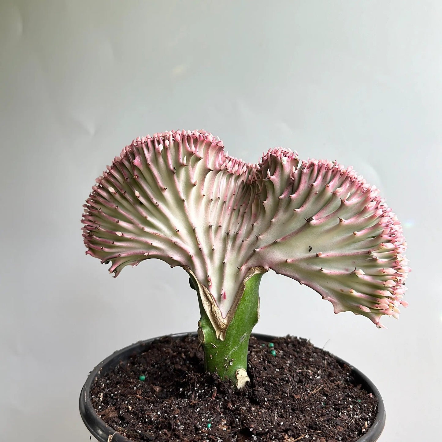 Mermaid Tail Cactus coral cactus succulent with pink-tipped ridges in pot on Tampa Home & Garden Store