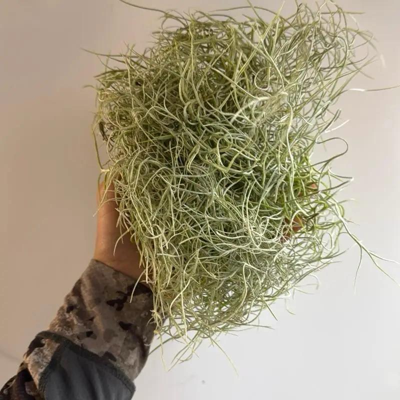 Spanish Moss (Tillandsia Usneoides) - Tampa Home & Garden Store