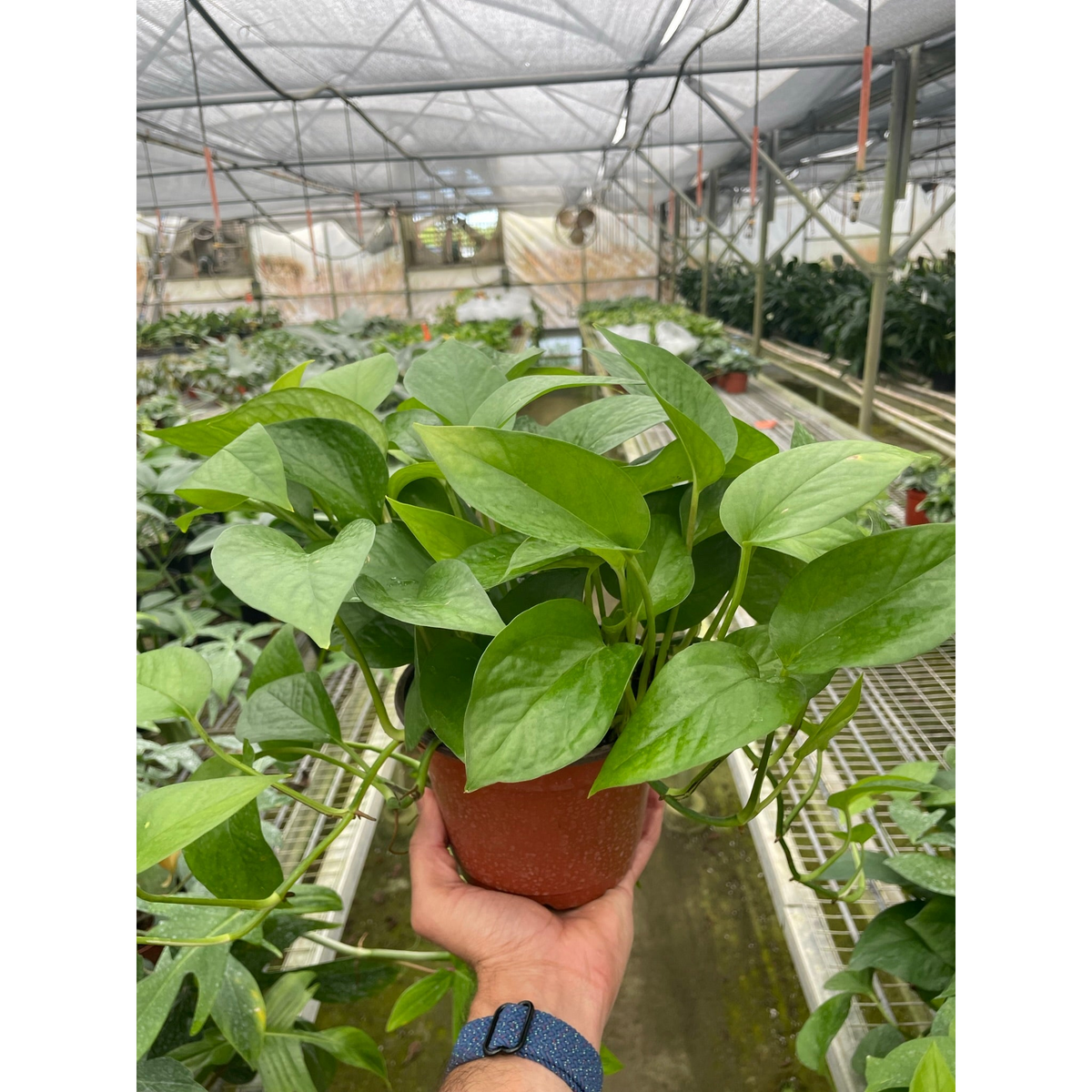 Pothos Green Queen indoor plant in terracotta pot with lush green leaves on greenhouse shelf by House Plant Shop on Tampa Home & Garden Store