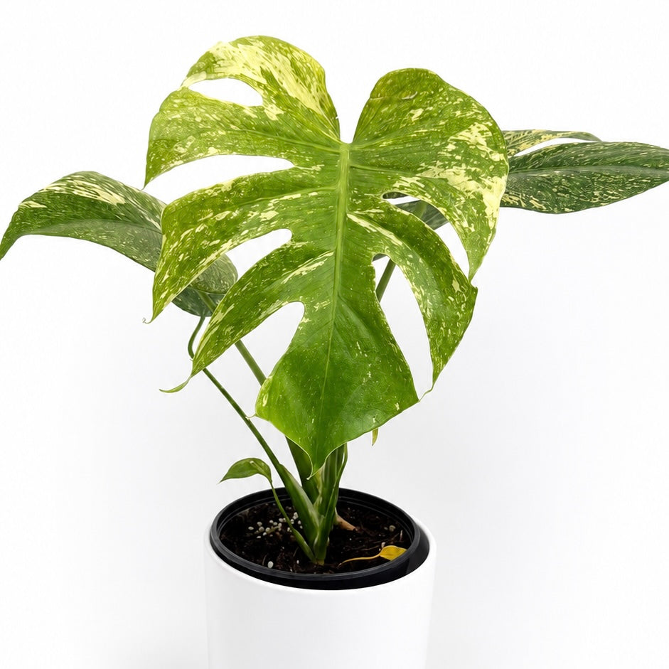 Monstera White Monster plant in white pot with variegated green and cream leaves RUNOPLANTS on Tampa Home & Garden Store