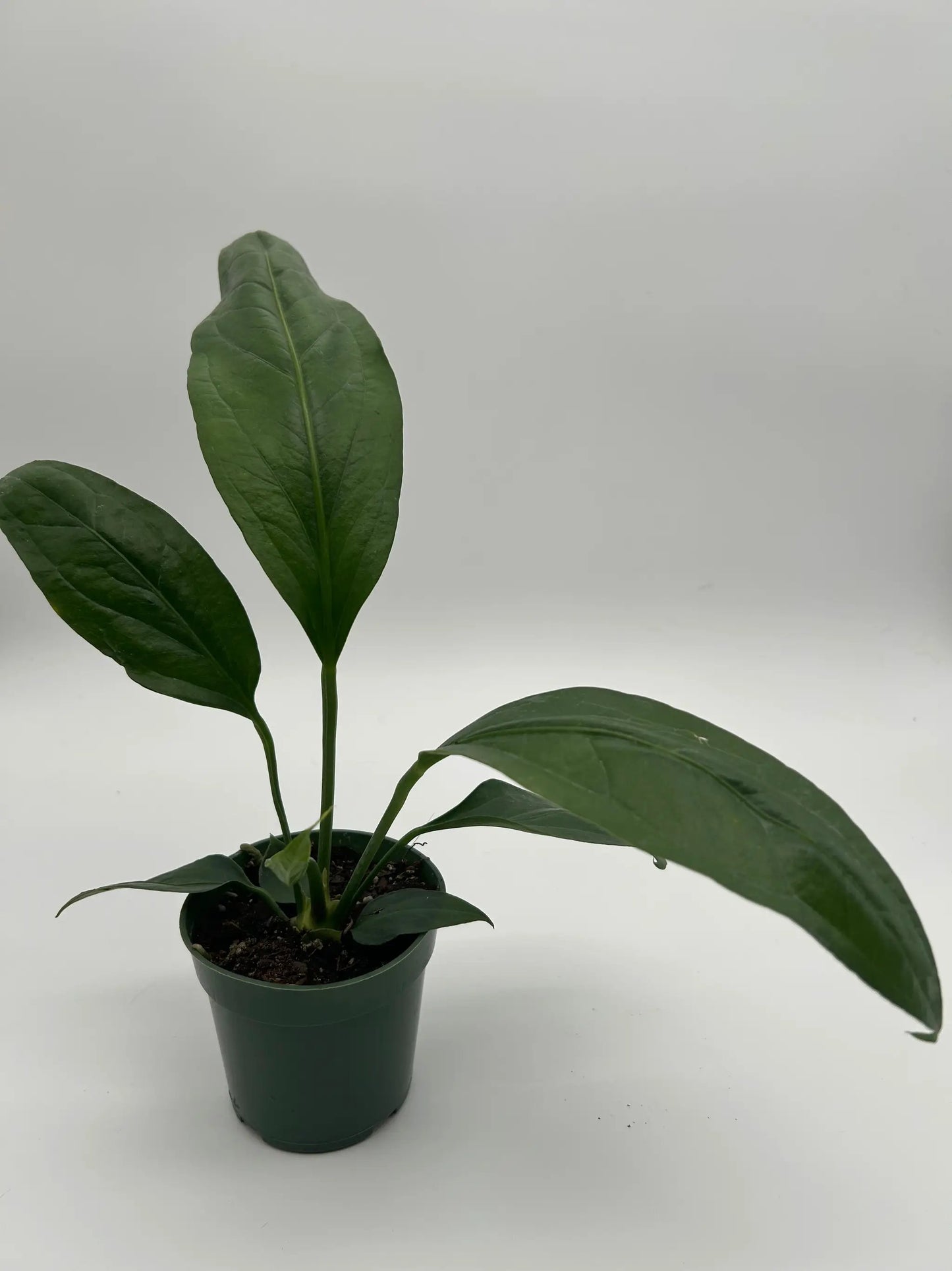 Anthurium Big Bill plant with large heart-shaped dark green leaves in a small green pot on Tampa Home & Garden Store