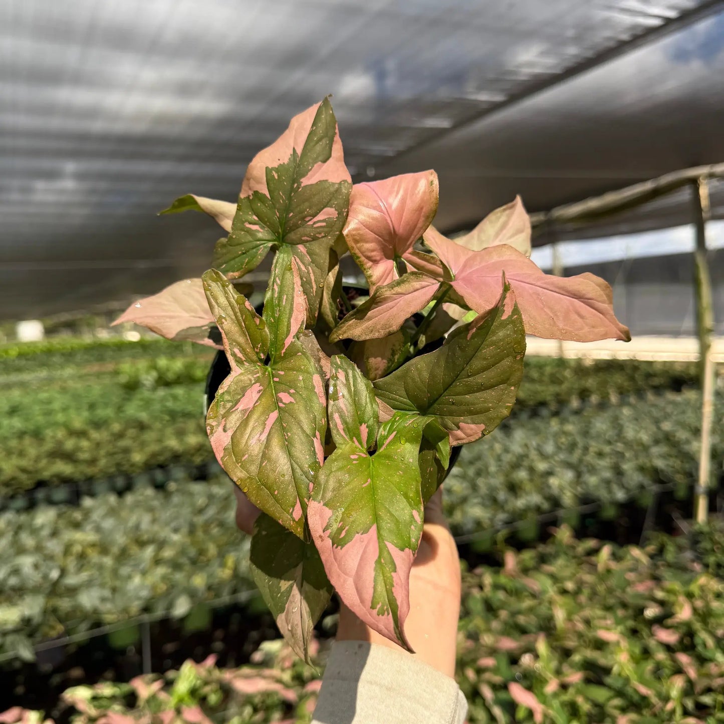 Tricolor Syngonium Pink Splash indoor plant with pink-green variegated leaves held in hand on Tampa Home & Garden Store