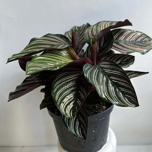 Calathea Ornata Pinstripe Plant indoor potted with dark green leaves and pink stripes RUNOPLANTS on Tampa Home & Garden Store