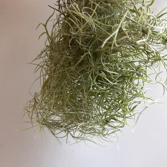 Spanish Moss Tillandsia Usneoides air plant, hanging gray-green tangled fronds, RUNOPLANTS on Tampa Home & Garden Store