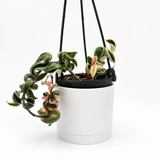 Variegated Hoya Compacta Hindu Rope RUNOPLANTS in hanging pot with variegated leaves on Tampa Home & Garden Store
