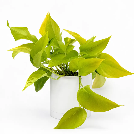 Pothos Neon hanging plant by RUNOPLANTS with bright lime-green leaves in a white pot on Tampa Home & Garden Store