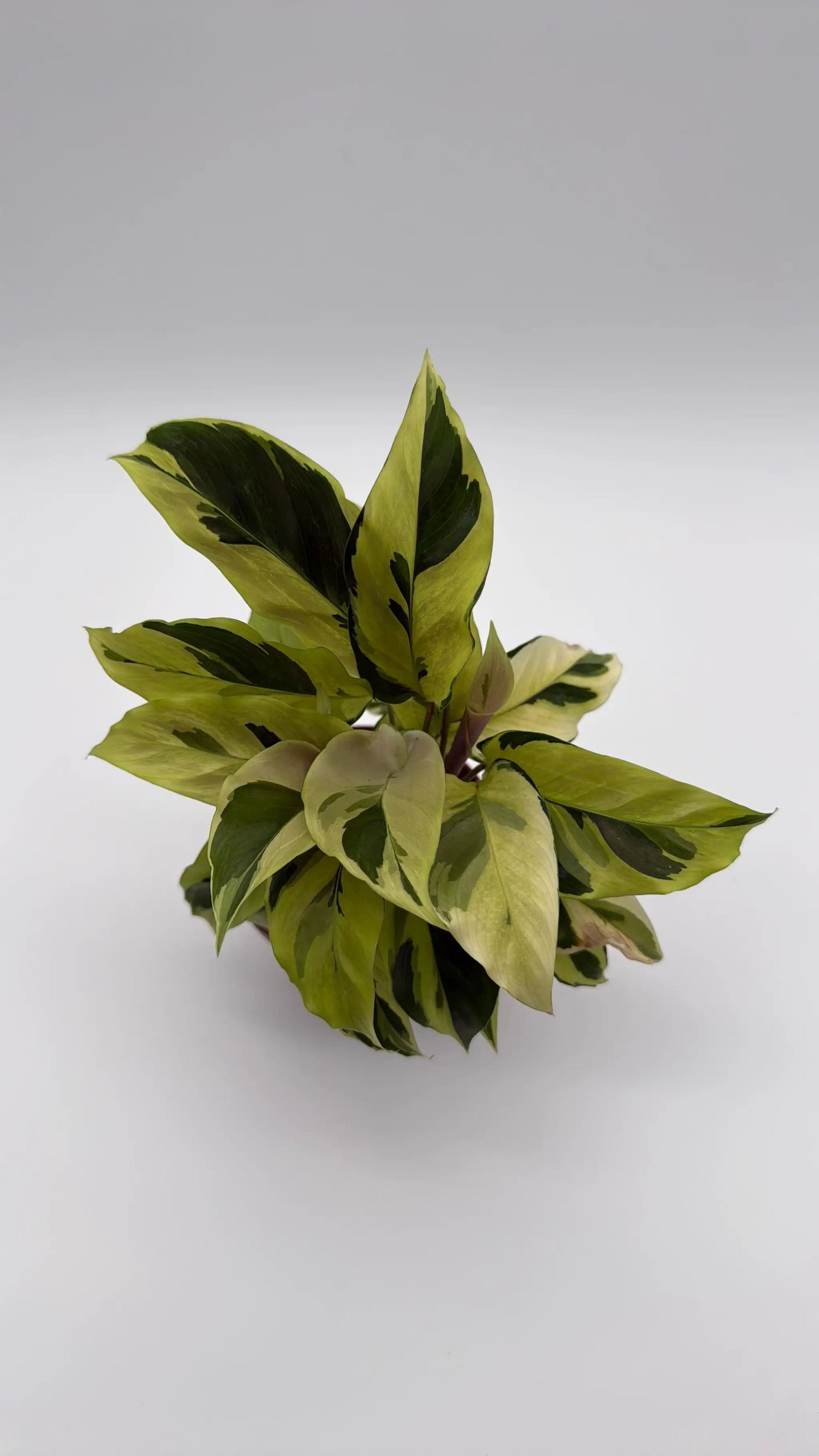 Calathea Yellow Fusion - Tampa Home & Garden Store