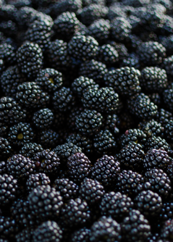 Blackberry Plant 'Apache' (Rubus canadensis)