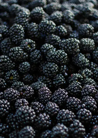 Blackberry Plant 'Apache' (Rubus canadensis) - Tampa Home & Garden Store