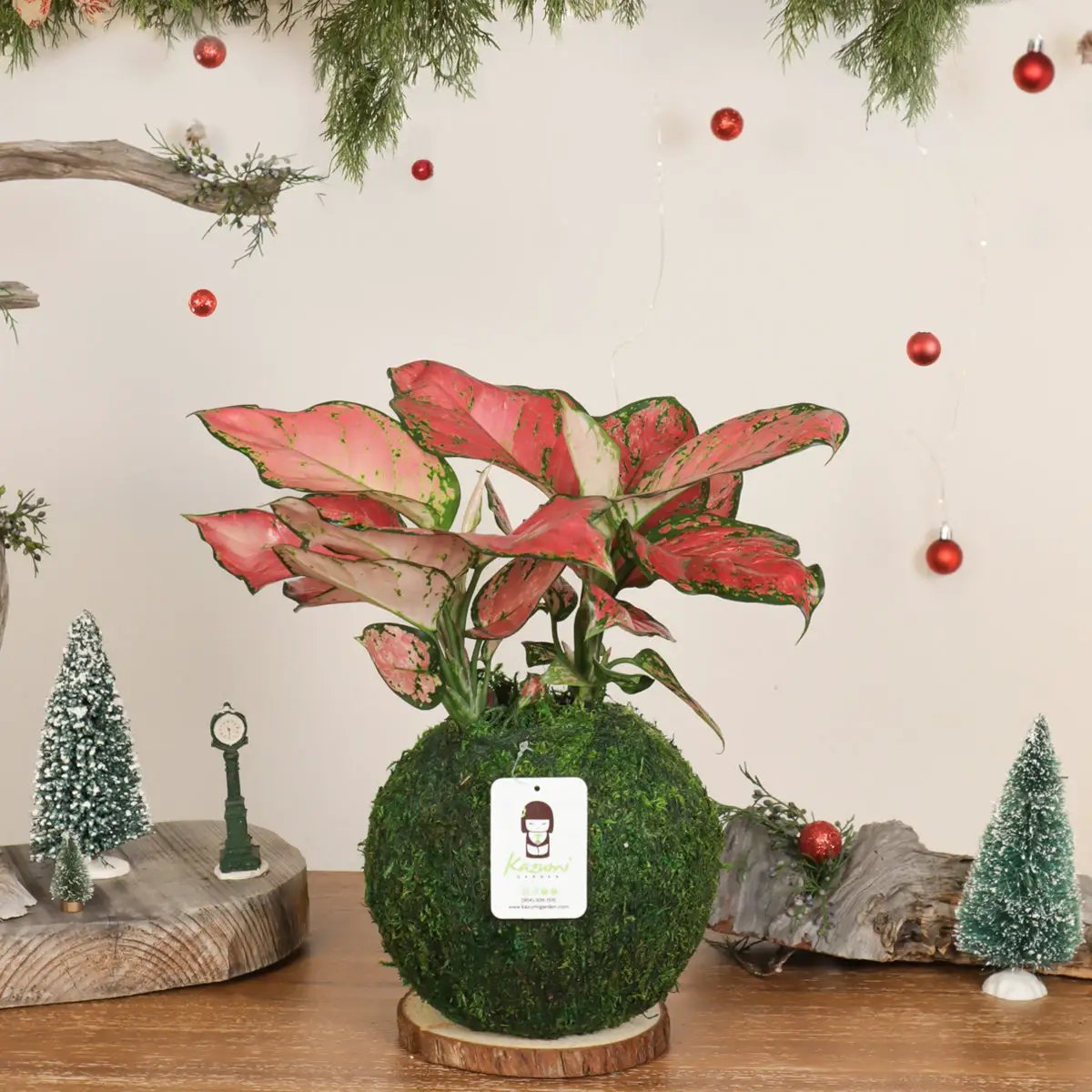 Aglaonema Pink Moss Ball Kokedama in moss globe on wooden base by Kazumi Garden on Tampa Home & Garden Store