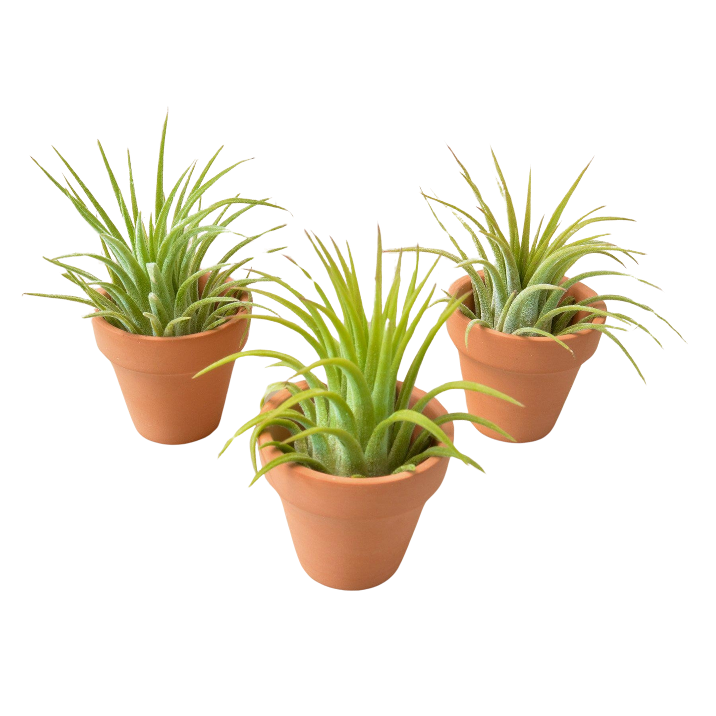 3 Ionantha Air Plants with Mini Terra Cotta Pots - Tampa Home & Garden Store
