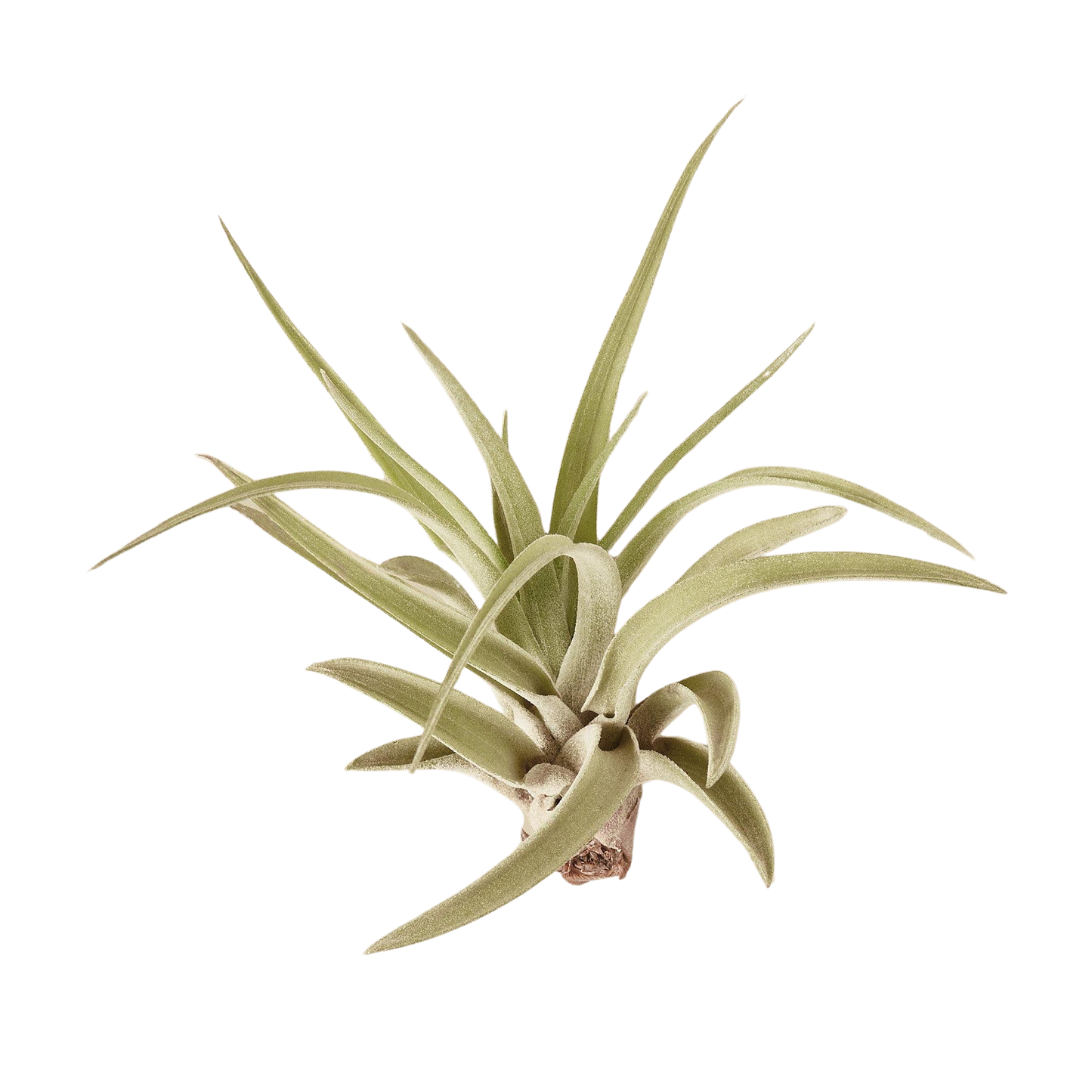 Tillandsia Veluntina Air Plant for Modern Decor