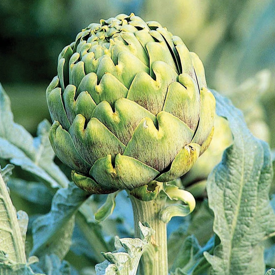 Green Globe artichoke bud on plant with layered green leaves Seedtime Store seeds on Tampa Home & Garden Store