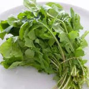 Arugula greens with bright green leaves and stems rocket roquette herb on Tampa Home & Garden Store