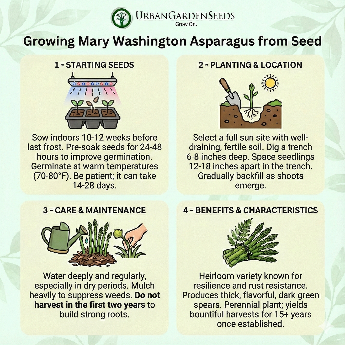 ASPARAGUS Seeds, Mary Washington - Tampa Home & Garden Store