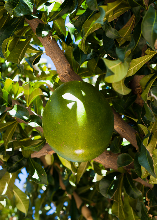 Abiu tree Pouteria caimito, tropical fruit tree Sow Exotic with large green fruit among leaves on Tampa Home & Garden Store