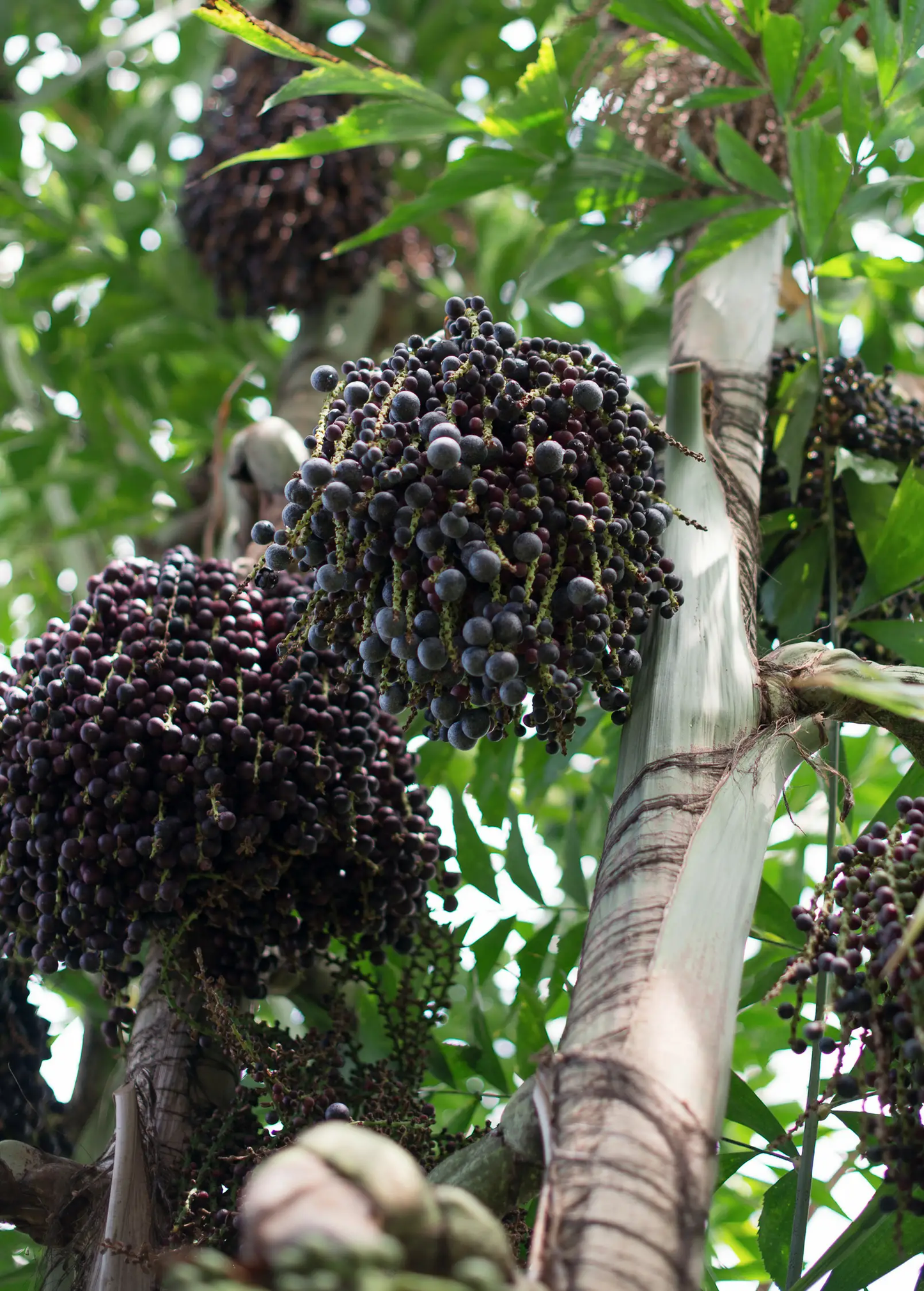 Açaí Palm, Para Dwarf (Euterpe oleracea) - Tampa Home & Garden Store