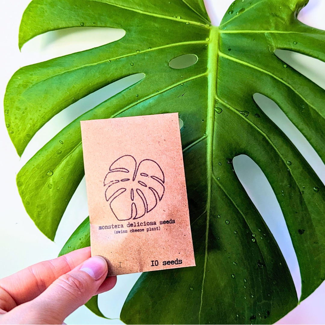 Semillas de Monstera Deliciosa "Planta de Queso Suizo"