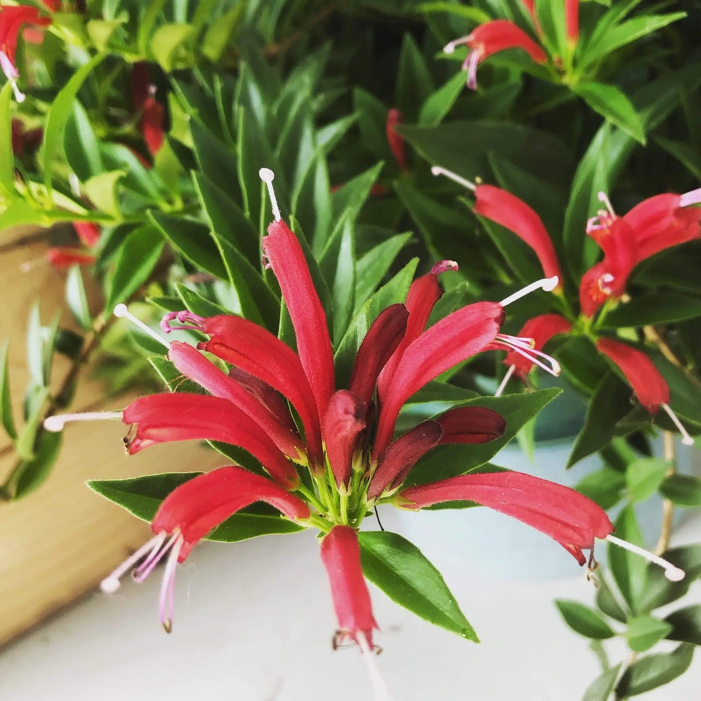 Aeschynanthus Lipstick Purple Star, 2" Plant - Tampa Home & Garden Store