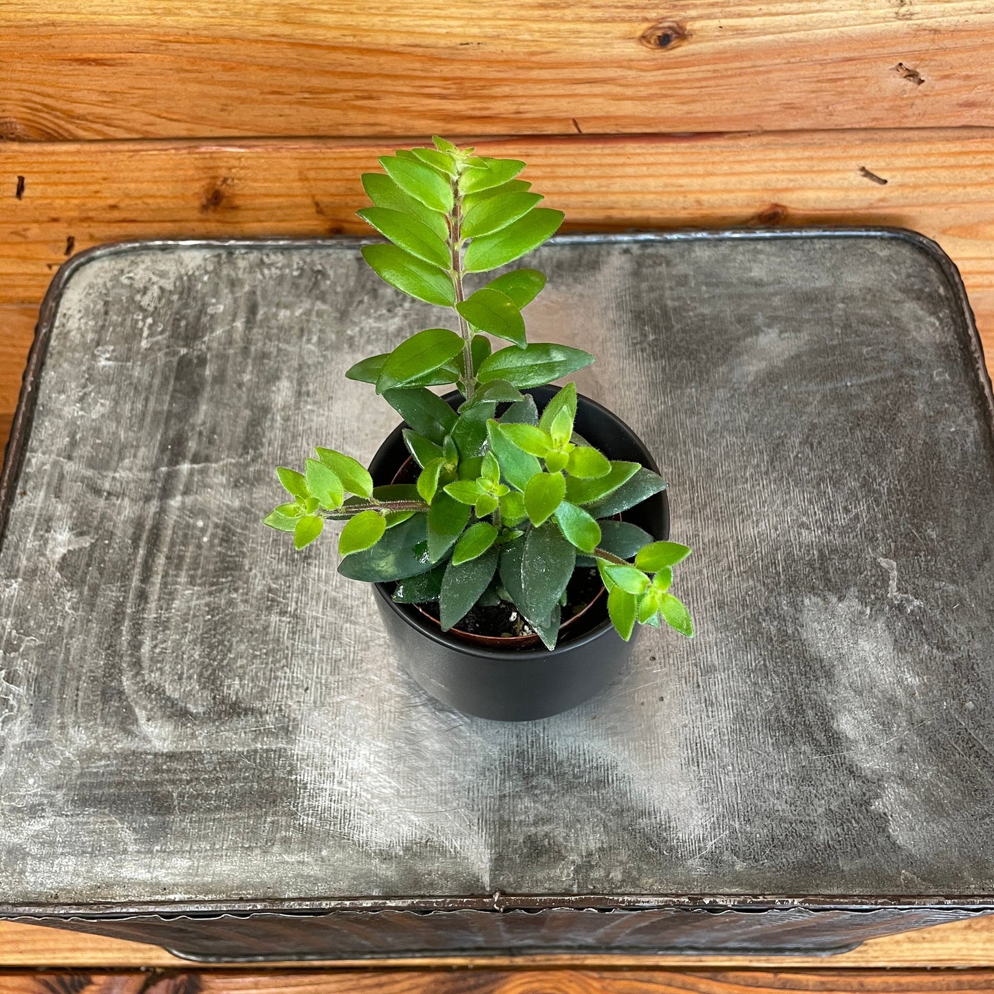 Aeschynanthus Lipstick Ruby, 2" Plant - Tampa Home & Garden Store