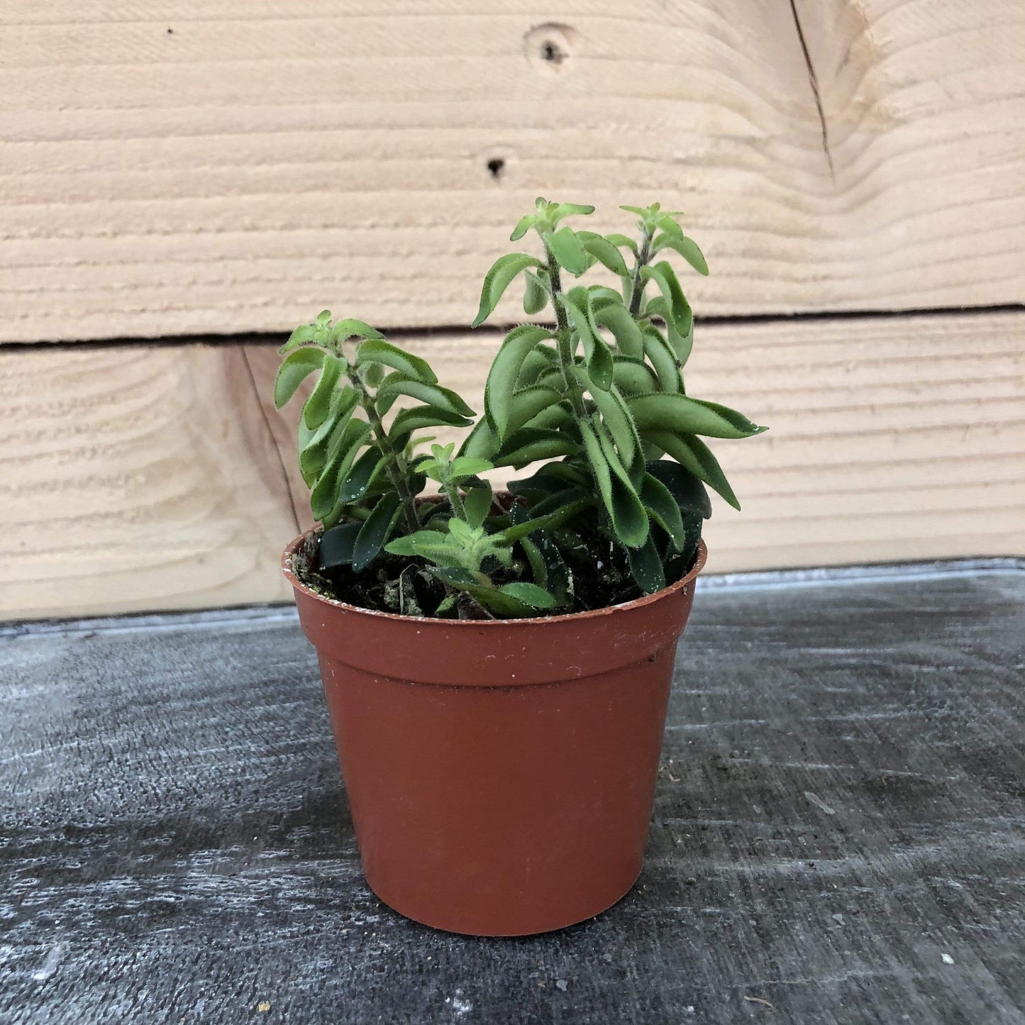 Aeschynanthus Lipstick Twister, 2" Plant - Tampa Home & Garden Store