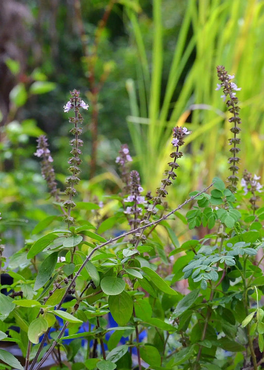 African Blue Basil Dark Opal herb plant with slender stems and purple flower spikes Sow Exotic on Tampa Home & Garden Store