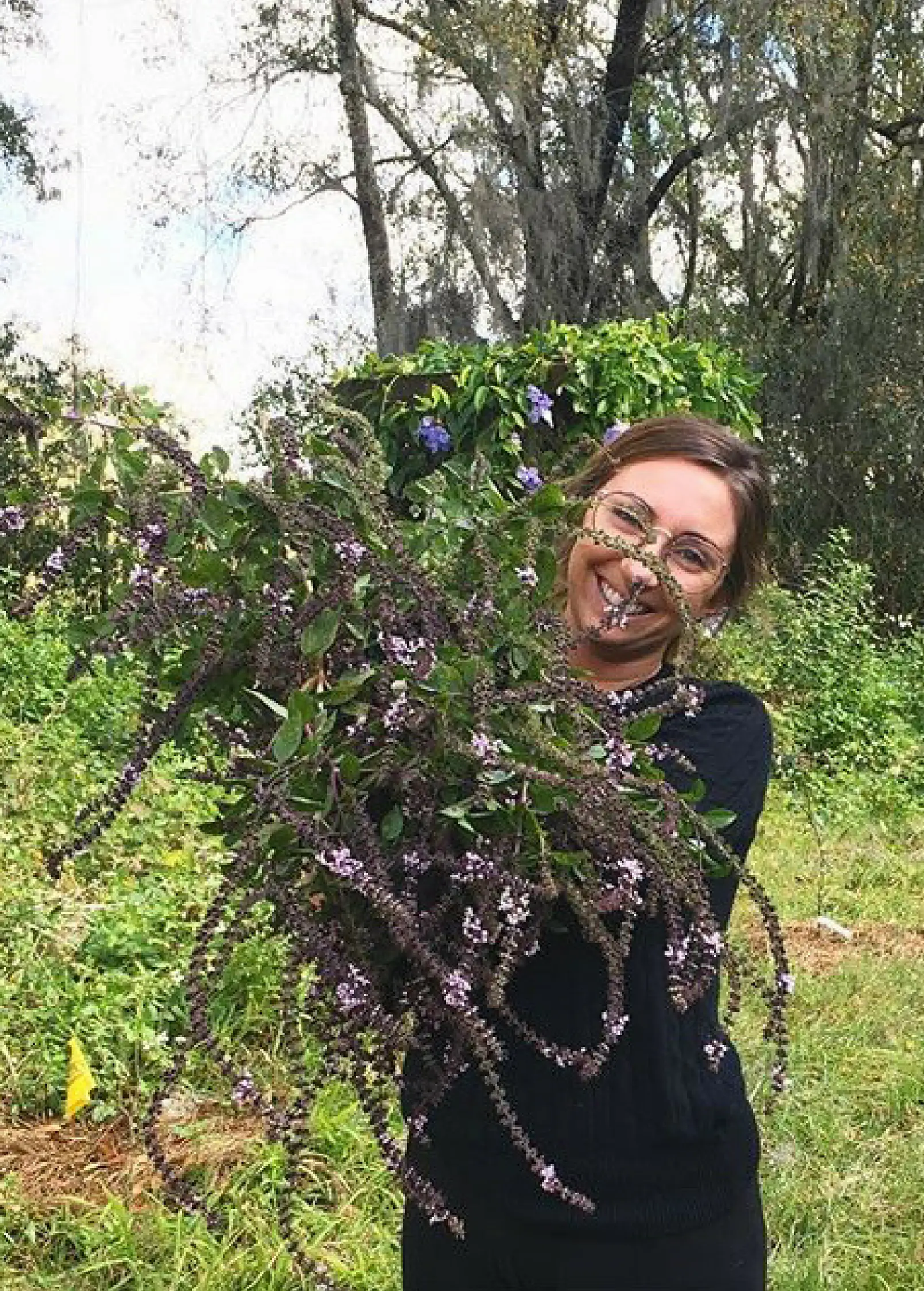 African Blue Basil Plant Dark Opal variety, ornamental herb with purple flower spikes on Tampa Home & Garden Store