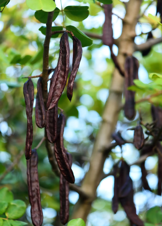 African Locust Bean Tree Parkia biglobosa dark brown seed pods on tropical fruit tree on Tampa Home & Garden Store