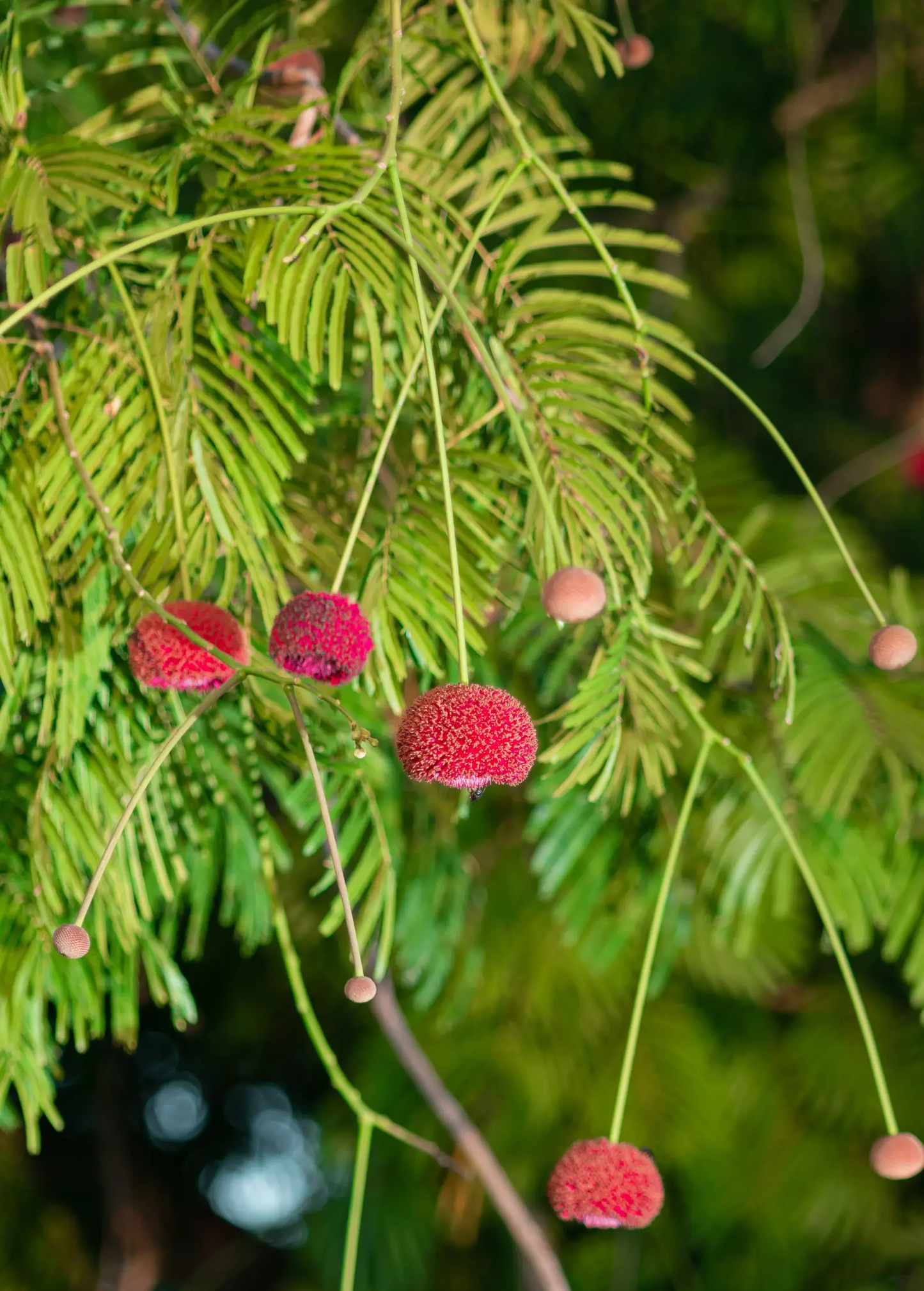 African Locust Bean Tree Parkia biglobosa tropical fruit tree with red puffball blossoms on slender branches on Tampa Home & Garden Store