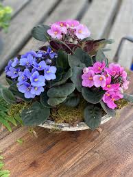 African Violet - Tampa Home & Garden Store